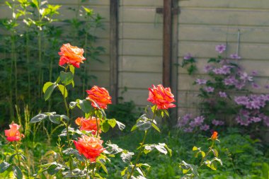 Yeşil yapraklardan oluşan arka planda muhteşem bir gül çiçeği. Kırmızı ve pembe çiçek tomurcukları bahar ve yaz aylarında güneş ışınları altında açar. Tebrik kartları için uygun ve metin için boşluk var