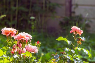 Yeşil yapraklardan oluşan arka planda muhteşem bir gül çiçeği. Kırmızı ve pembe çiçek tomurcukları bahar ve yaz aylarında güneş ışınları altında açar. Tebrik kartları için uygun ve metin için boşluk var