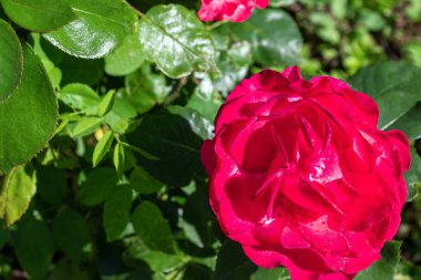 Yeşil yapraklardan oluşan arka planda muhteşem kırmızı güller. güller yaz ve sonbaharda açar. Tebrik kartları için uygun ve metin için boşluk var.