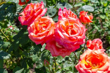 Yeşil yapraklardan oluşan arka planda muhteşem güller. güller yaz ve sonbaharda açar. Tebrik kartları için uygun ve metin için boşluk var.