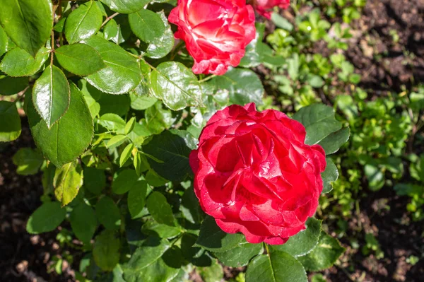 Lindas Rosas Vermelhas Flor Fundo Folhas Verdes Rosas Florescem Verão — Fotografia de Stock