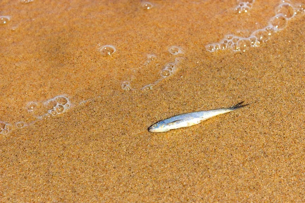 a small fish washed up on the beach lies on the sand washed by waves. space for text. concept for world migratory fish day.