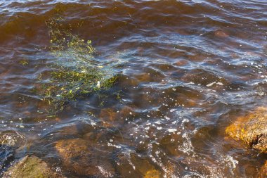 Ve denizlerde de akıp giden yosun ve köpük vardır. Denizde fırtınadan sonra çiçek çamuru. Yüzme sezonunun sonu ve ekolojik sorunlar kavramı