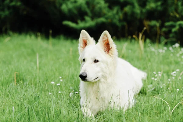 Weißer Schweizer Schäferhund posiert in der Natur — Stockfoto