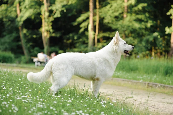 Beautiful dog of snowy white color of big white swiss shepherd breed. Happy smiling look, standing in stacking in green park. Outdoors, copy space. — Stock Photo, Image