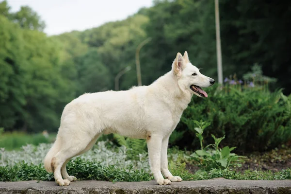 Krásný pes sněhobílé barvy velkého bílého švýcarského pastýře. Šťastný usměvavý pohled, stojící v stohování v zeleném parku. Venku, kopírování prostoru. — Stock fotografie