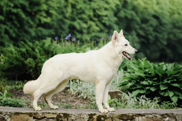 Beautiful dog of snowy white color of big white swiss shepherd breed. Happy smiling look, standing in stacking in green park. Outdoors, copy space. — Stock Photo, Image