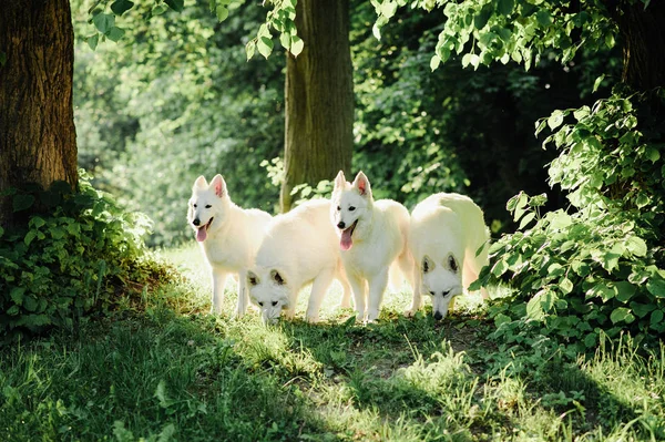 Witte Zwitserse herder op een wandeling in de natuur — Stockfoto