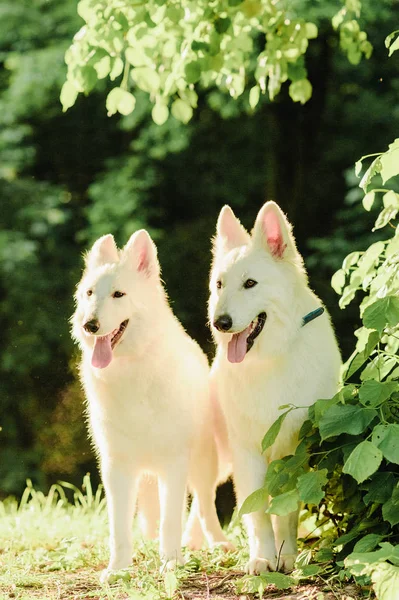 Witte Zwitserse herder op een wandeling in de natuur — Stockfoto