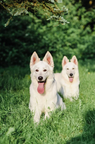 Witte Zwitserse herder op een wandeling in de natuur — Stockfoto