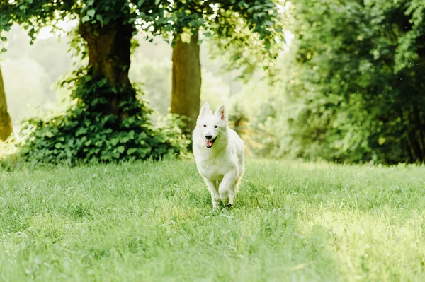 White swiss shepherd poses in nature — Stock Photo, Image