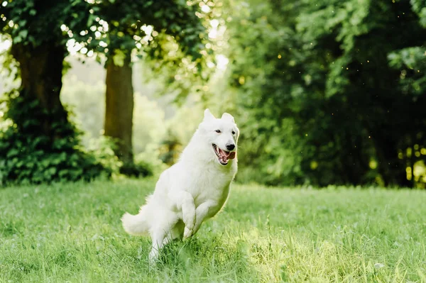 White swiss shepherd poses in nature — Stock Photo, Image