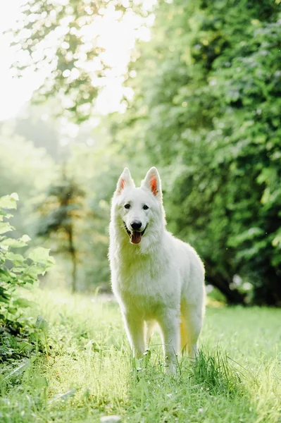 Witte Zwitserse herder poses in de natuur — Stockfoto