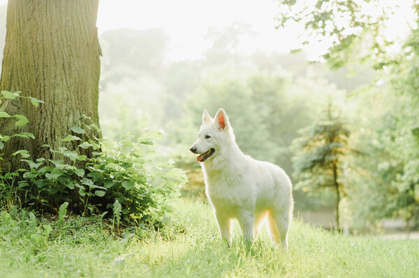 White swiss shepherd poses in nature
