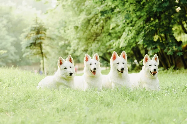 Weißer Schweizer Schäferhund auf Spaziergang in der Natur — Stockfoto