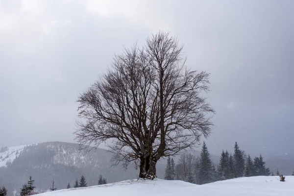 山を背景に古いブナの写真 — ストック写真