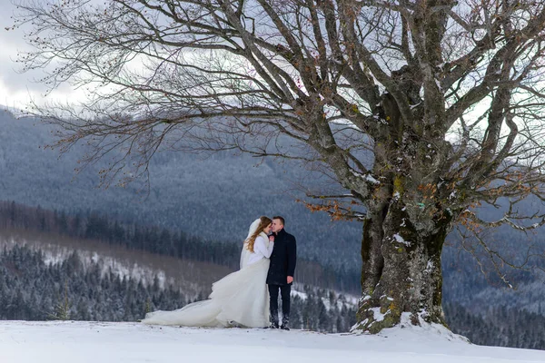 Damat, karlı dağların arka planında yaşlı bir kayın ağacının yanında gelinine sarılıyor. Kış düğünü fotoğrafı..