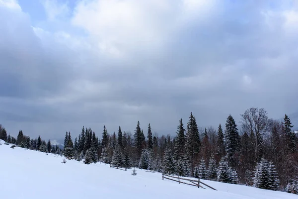 雪に覆われたスプルース山の森 — ストック写真