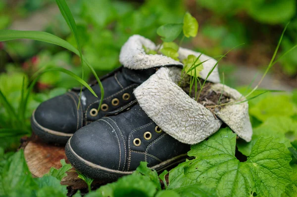 旧皮靴和绿叶背景的芽 — 图库照片