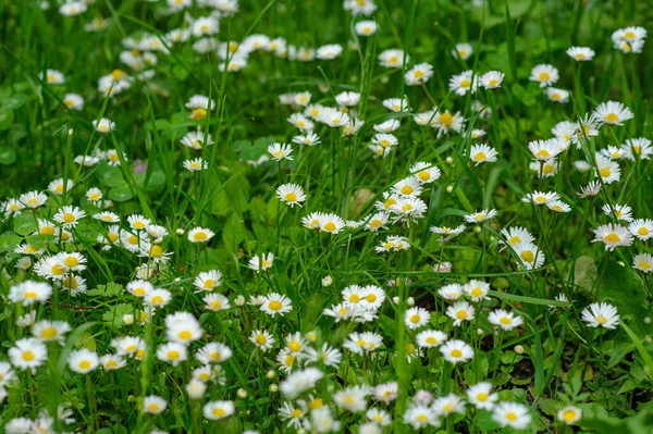 Kleine Weiße Gänseblümchen Auf Grünem Hintergrund — Stockfoto