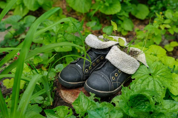 旧皮靴和绿叶背景的芽 — 图库照片