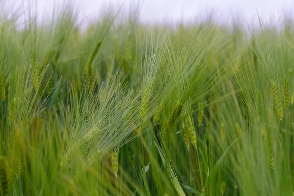 Trigo Joven Verde Cerca — Foto de Stock