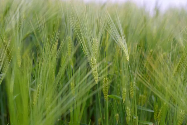 Trigo Joven Verde Cerca — Foto de Stock