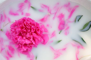 Süt banyosunda taç yapraklı şakayık çiçeği.