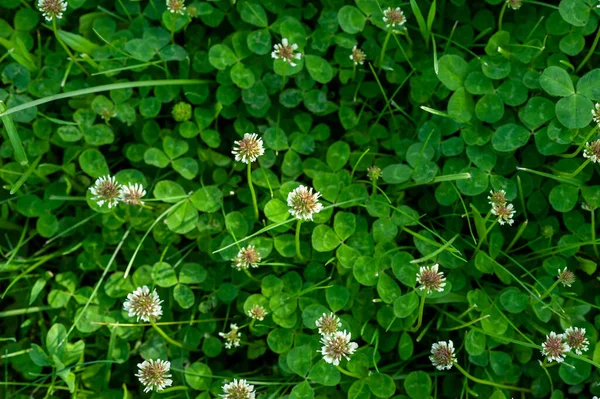 Bakgrund Textur Grön Klöver Med Vita Blommor Bild Ett Fält — Stockfoto