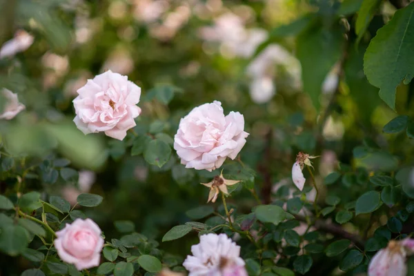 Różowy Krzak Róży Ogrodzie — Zdjęcie stockowe