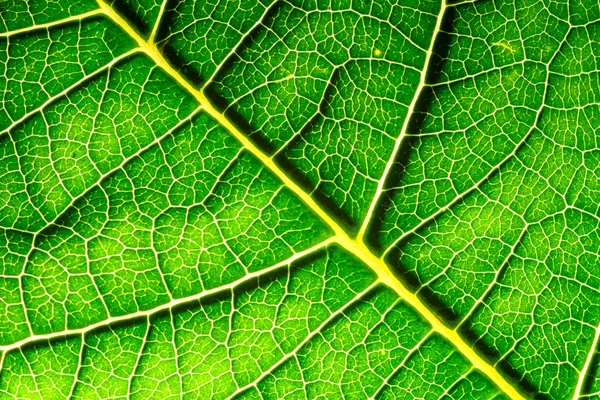 Macro Leaf Texture Back Lighting — Stock Photo, Image