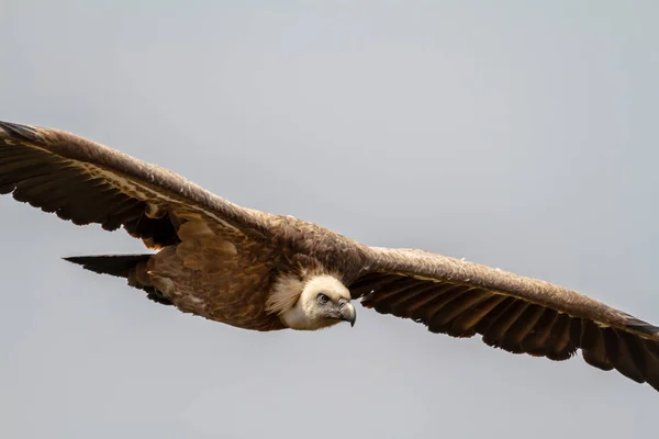 Griffon Vulture Gyps Fulvus Volo Las Hoces Del Rio Duraton — Foto Stock