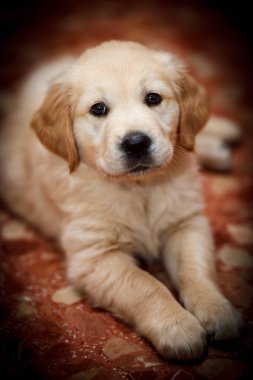 güzel örnek bir köpek ırkı golden retriever