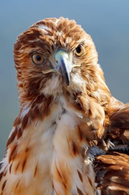 Kırmızı kuyruk (Buteo jamaicensis) placidly poz fantastik kartal
