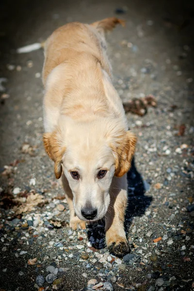 Bonito Espécime Cão Raça Golden Retriever — Fotografia de Stock
