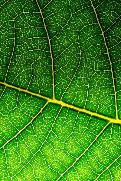 Leaf texture — Stock Photo, Image