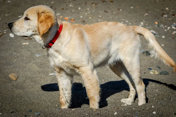 Gouden retriever — Stockfoto