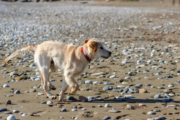 Golden Retriever — Photo