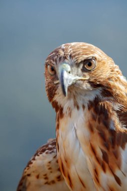 Kırmızı kuyruk (Buteo jamaicensis kartal)