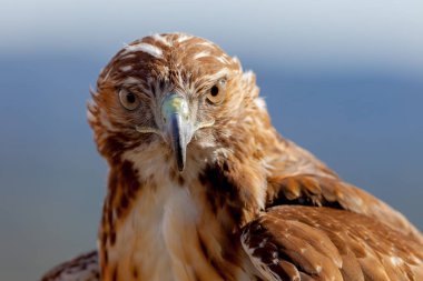 Kırmızı kuyruk (Buteo jamaicensis kartal)