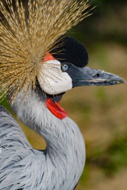 Güzel gri taçlı Ortak vinç (Grus Grus)