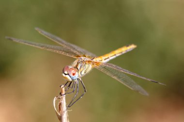 Yusufçuk (sympetrum sp )