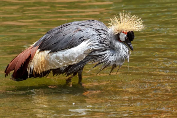 Beautiful grey crowned Common crane (Grus Grus) — Stock Photo, Image