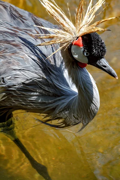 Beautiful grey crowned Common crane (Grus Grus) — Stock Photo, Image