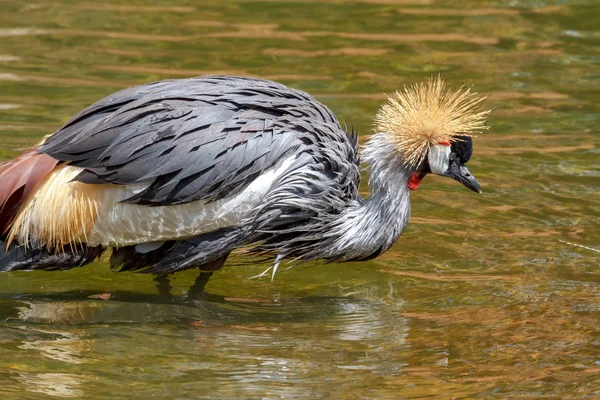 Beautiful grey crowned Common crane (Grus Grus) — Stock Photo, Image