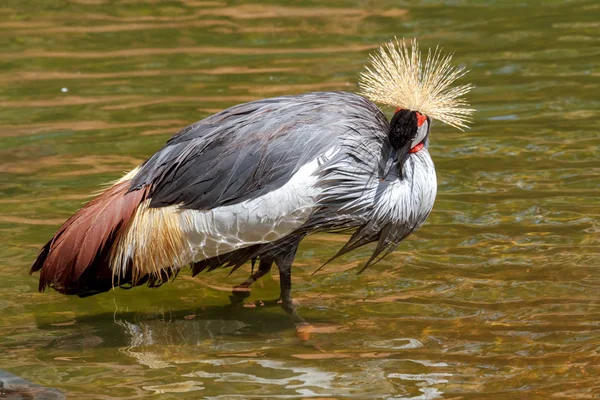 Beautiful grey crowned Common crane (Grus Grus) — Stock Photo, Image