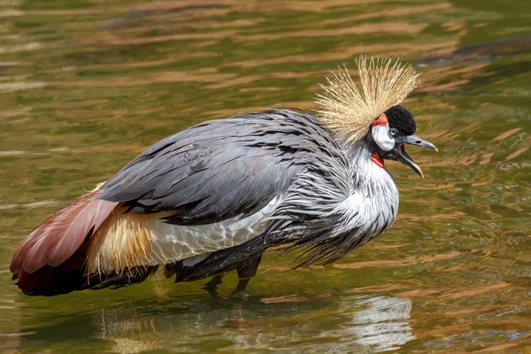 Beautiful grey crowned Common crane (Grus Grus) — Stock Photo, Image