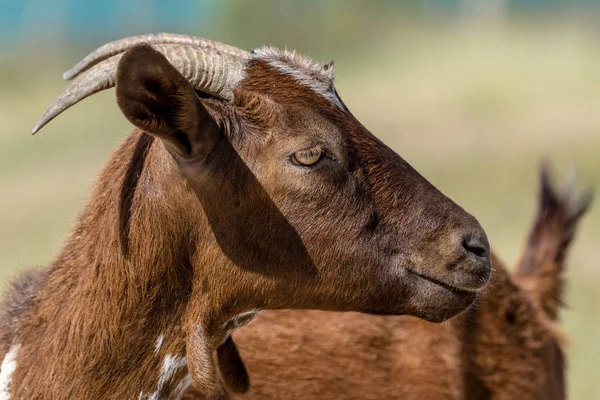 Braune Ziege — Stockfoto