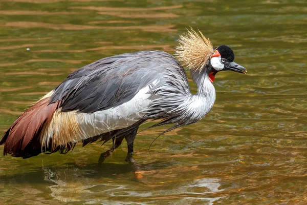 Beautiful grey crowned Common crane (Grus Grus) — Stock Photo, Image