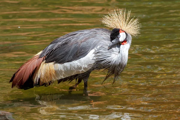 Beautiful grey crowned Common crane (Grus Grus) — Stock Photo, Image